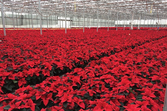 Poinsettas in greenhouse